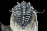Zlichovaspis Trilobite & Large Leonaspis With Flying Spines #146698-8